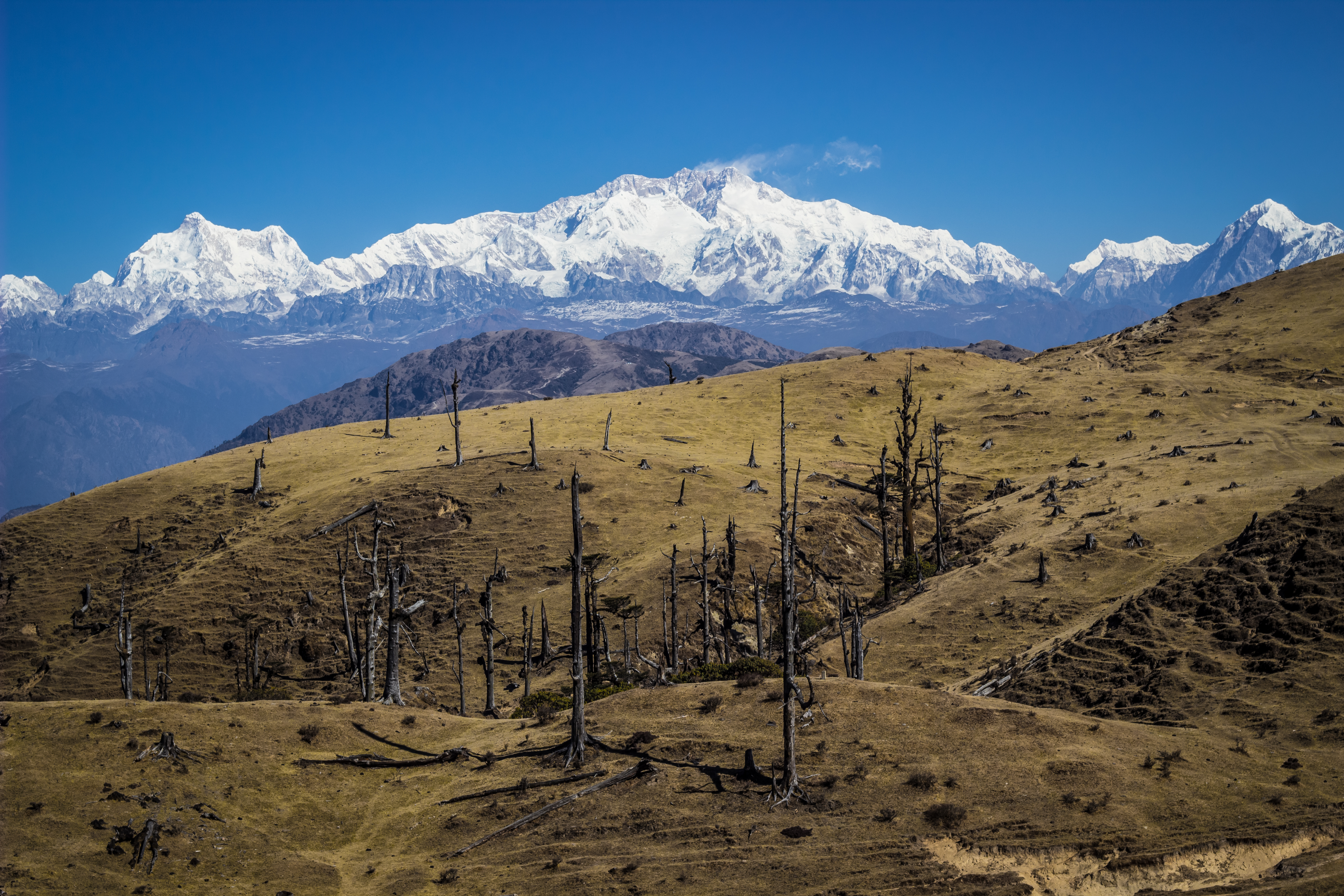 Lightning struck tree trunks stand like ancient guardians of the forest.
